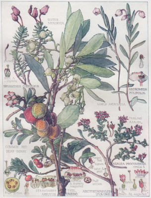 Common Red Bear Berry, Strawberry Tree, Scotch Menziezia, Marsh Andromeda, Trailing Azalea